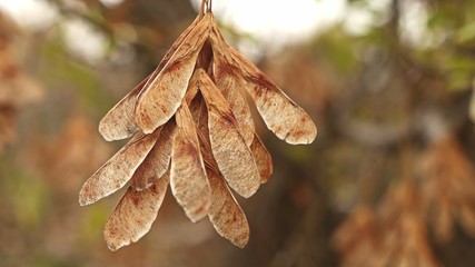 maple dry leaves helicopter nature branch tree autumn