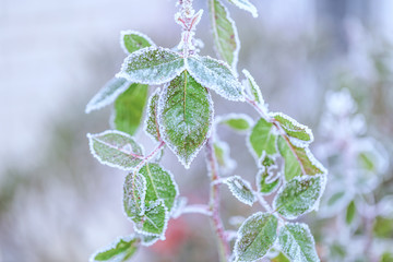 gefrorene Bl&auml;tter