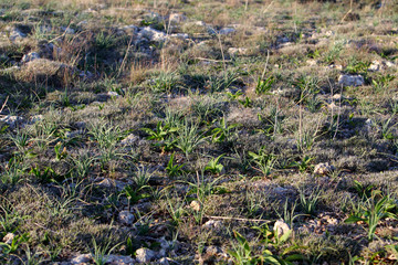 Roślinność kserotermiczna na murawie w rejonie Mellieha na Malcie