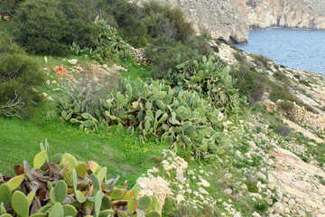 Klifowe wybrzeże w rejonie stolicy Malty Valetty