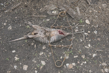 Armadillo caught in a trap