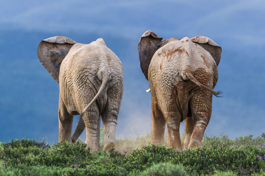African elephant bulls walking in field, Eastern Cape, South Africa