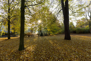 Sunny Morning Park Promenade /Germany