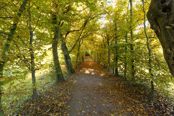 Obraz premium Beautiful Autumn Colors at Krefeld/ Germany