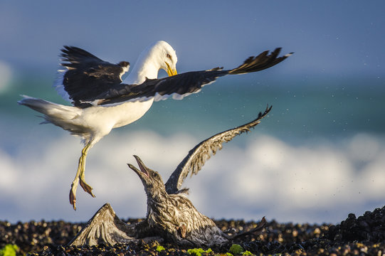 Adult kelp gull attacking juvenile, Western Cape. South Africa