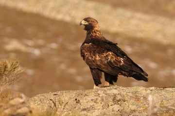 Adult female of Golden eagle. Aquila Chrysaetos