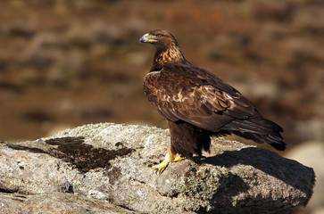 Adult female of Golden eagle. Aquila Chrysaetos