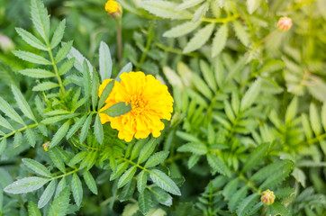 Spring background with beautiful yellow flowers in garden.