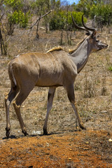 Greater Kudu (Tragelaphus strepsiceros), male. South Africa, Kruger National Park