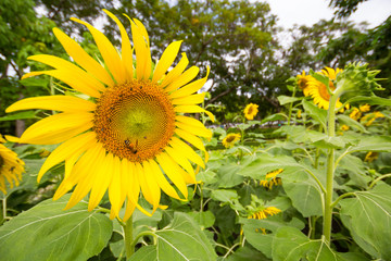 Sunflowers garden. Sunflowers have abundant health benefits.