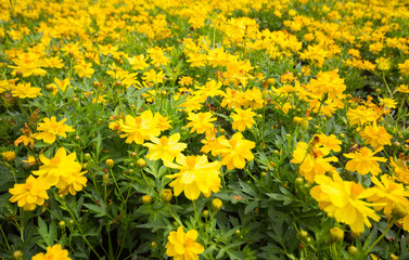 Spring background with beautiful yellow flowers in garden.