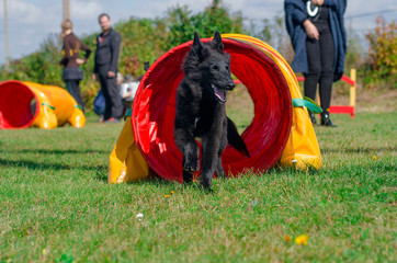 Agility Dog Exiting a Tunnel