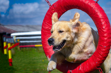 Golden Retriever Jumping Through a Tire