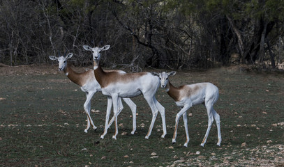 Dama Gazelle