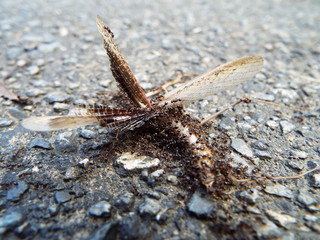 カマキリの死骸に群がるアミメアリ