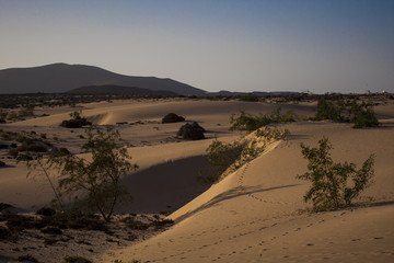 The natural Park in Corralejo the canary-islands Spain