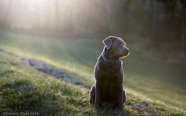 Labrador