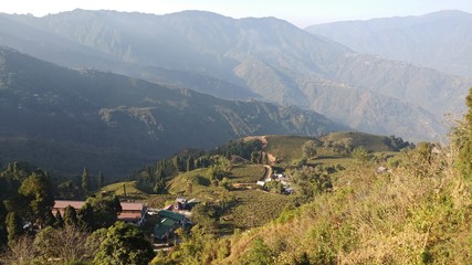 Tea plantation in Darjeeling