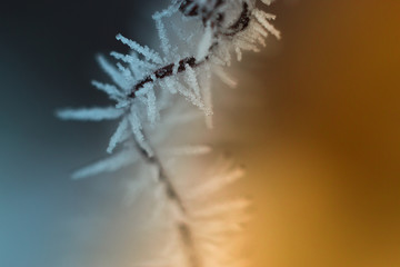 Winter frost
