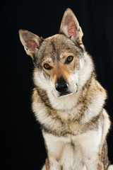 Naklejka na ściany i meble Tschechoslowakischer Wolfhund