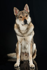 Tschechoslowakischer Wolfhund