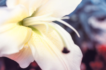 Fototapeta na wymiar Close up Lilly flower with softness style