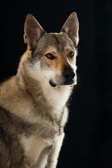 Tschechoslowakischer Wolfhund