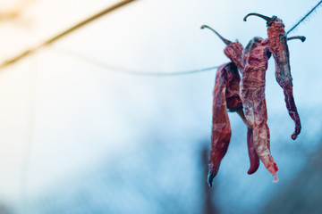 Red pepper chili in the winter in the cold
