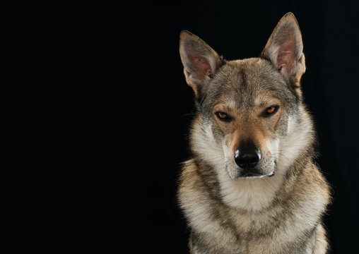 Tschechoslowakischer Wolfhund
