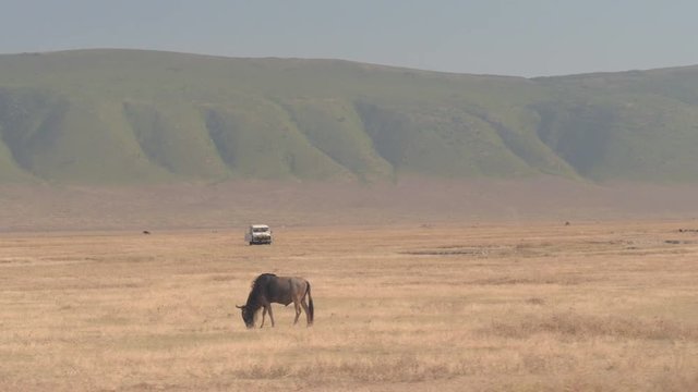 AERIAL: Wildebeest safari jeep tour in Africa in Ngorongoro volcano crater