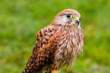 Kanadischer Buntfalke
