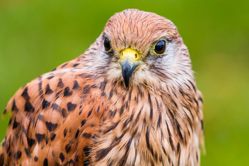 Kanadischer Buntfalke