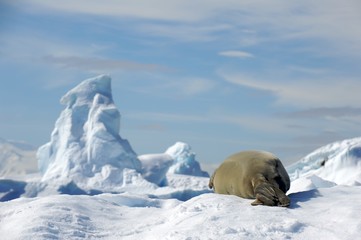 Obraz na płótnie Canvas Weddle seal, Antarctica