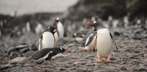Gentoo penguins, Antarctica