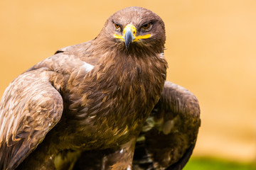 Steppenadler