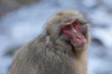 Portrait d'un singe perdu