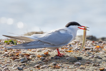 Common Tern with catched eel