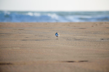 Sandregenpfeifer-Strand-Meer-1