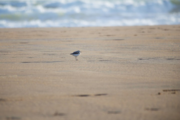 Sandregenpfeifer-Strand-Meer-3