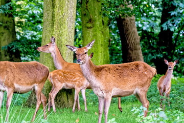 deer in woodlands