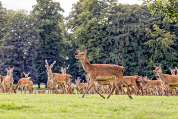 deer in woodlands