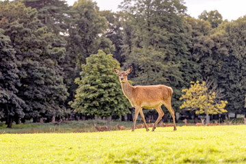 deer in woodlands