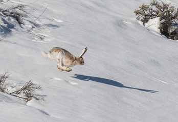Shadow Racing - A snowshoe hare in transition from white to brown appears to be racing its shadow. © richardseeley