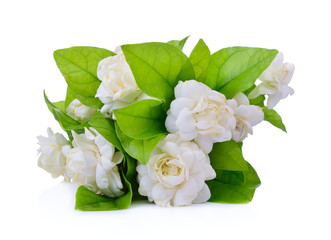 Jasmine flower  isolated on with background