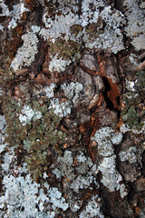 Tronco de árbol
