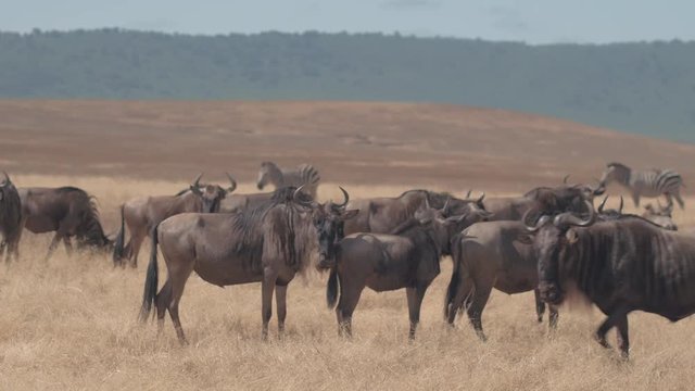 CLOSE UP: Herd of wildebeests in Tanzania congregating to take migration journey