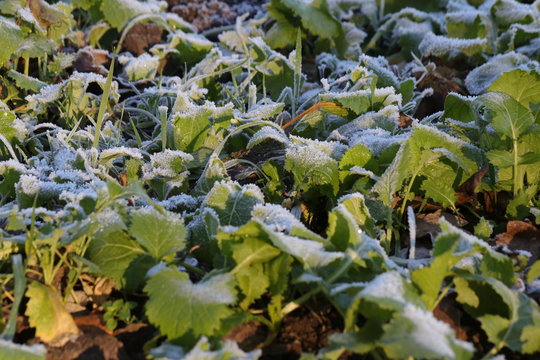 Zwischenfrucht im Frost