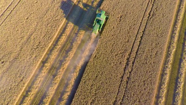 Flying over combine harvester at organic grainfield on a farm