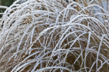 Schilf mit Raureif