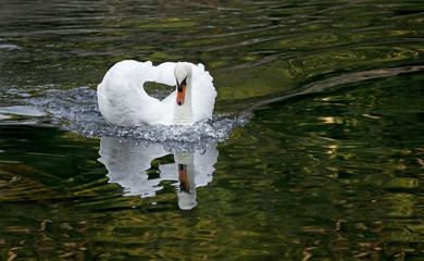 White swan in a forest lake.